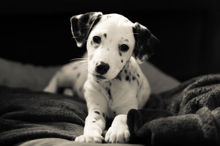 Close-up portrait of dalmatian dog
