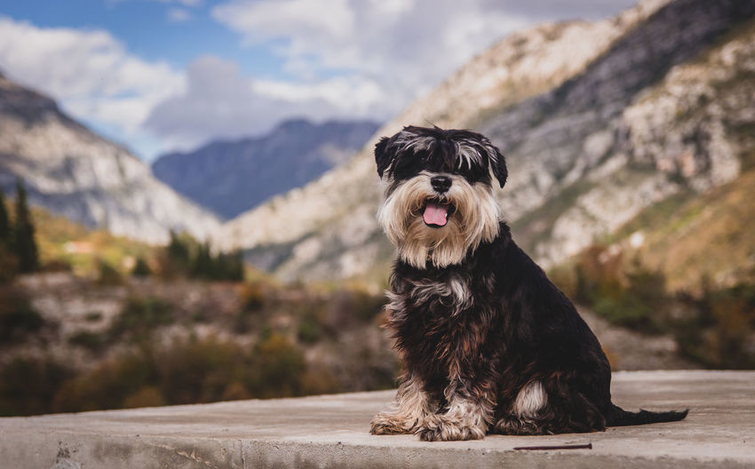 Dog sitting against mountain