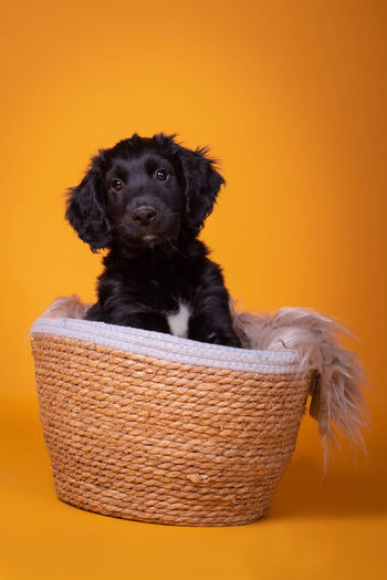 Close-up of dog in basket