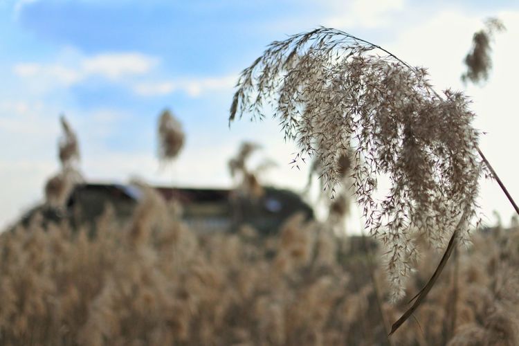 Close-up of plants growing on field against sky