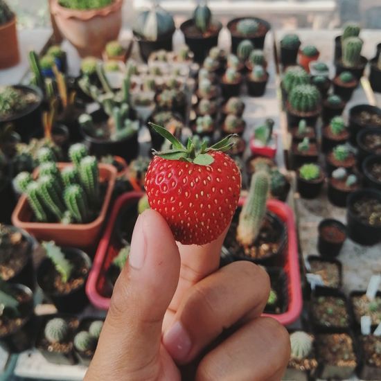 Close-up of hand holding strawberries