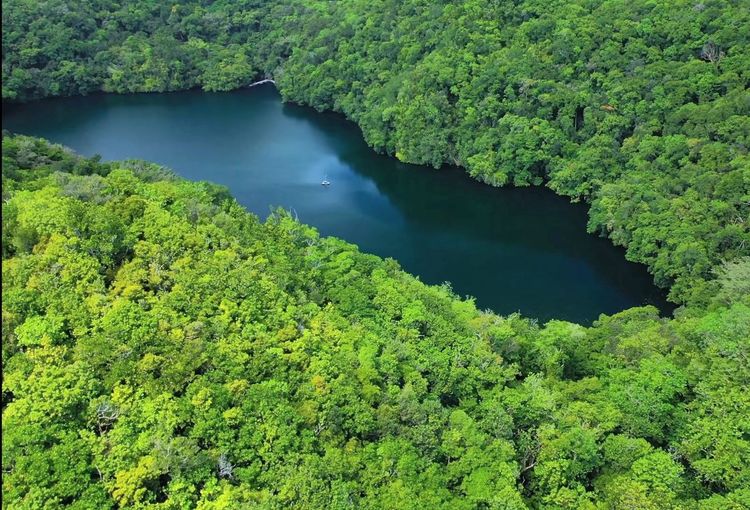 High angle view of lake amidst trees in forest