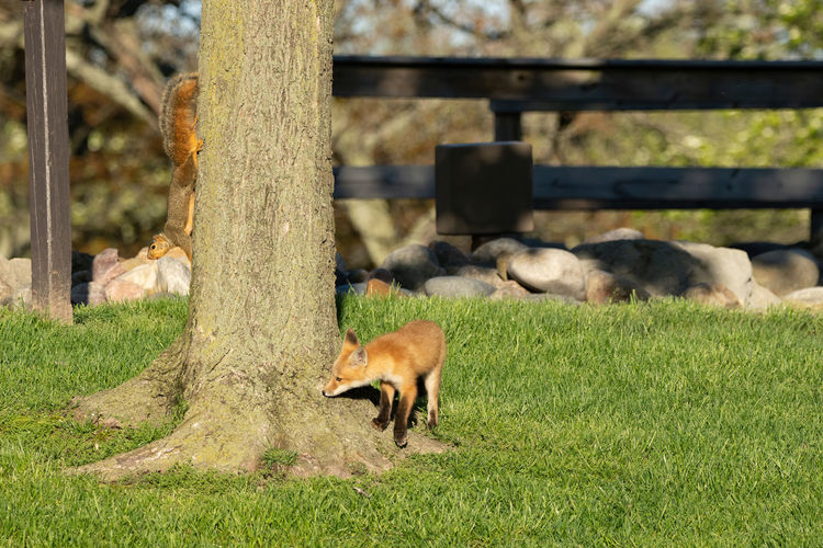 Red fox kit is spotted leaving the den and is curious of a tree
