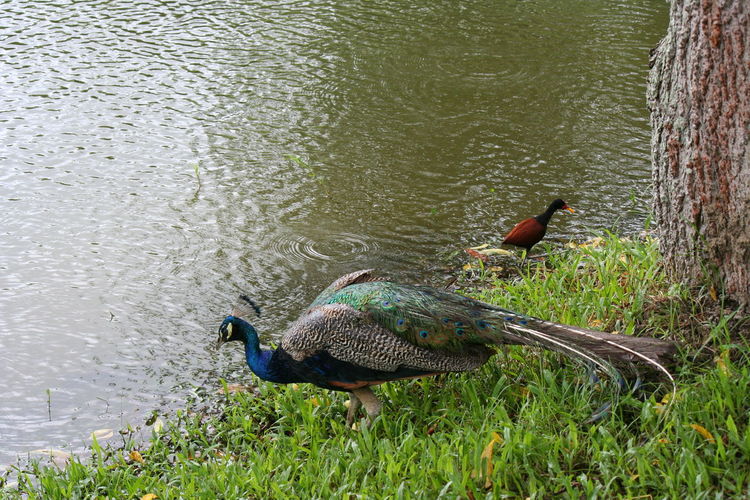 Peacock in a lake