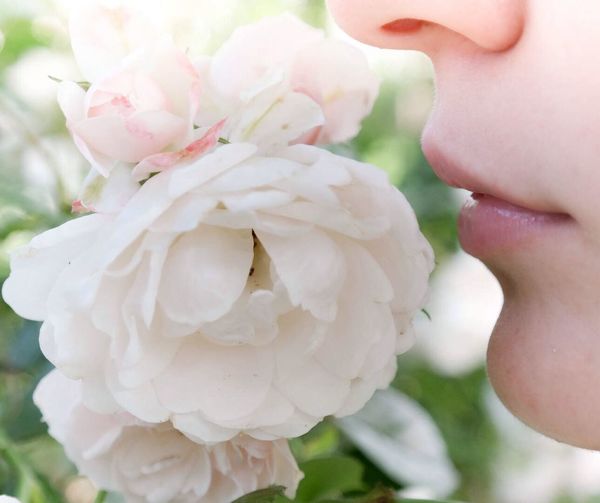 Close-up of hand holding flower