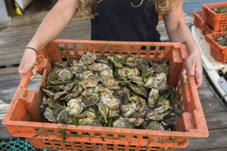 Woman's hands holding crate of oysters