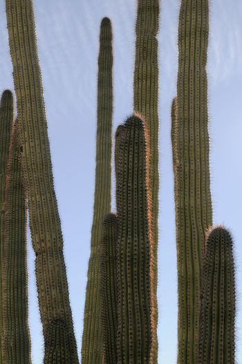 Low angle view of cactus plants against sky