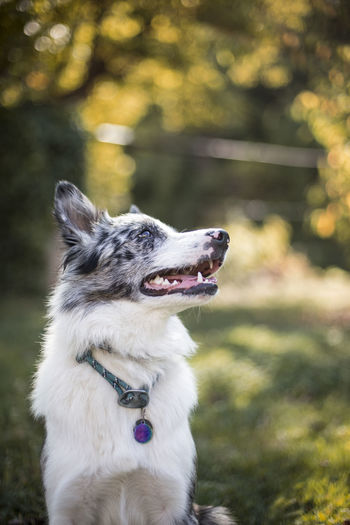 Dog looking away