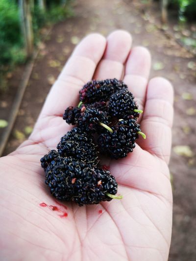Fresh mulberries in my hand.