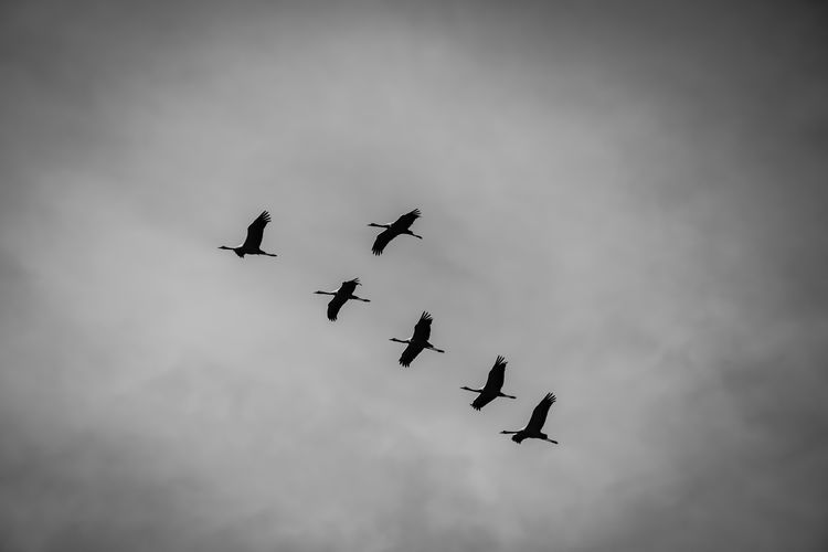 Low angle view of birds flaying against cloudy sky