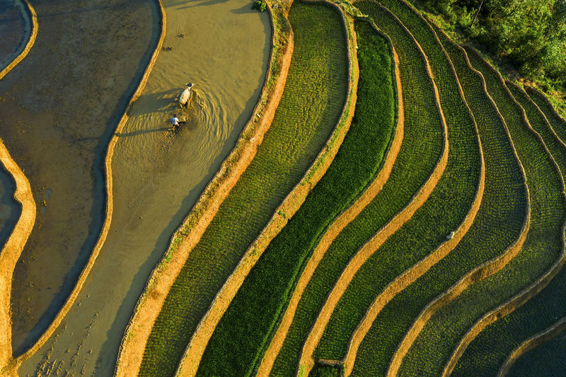 Terrace field in northern vietnam