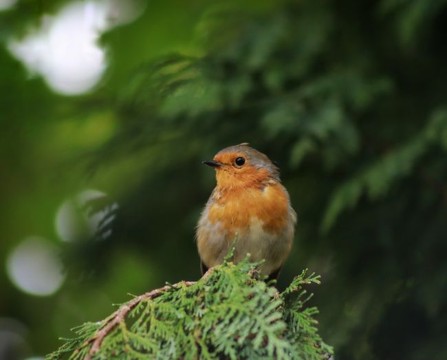 Close-up of bird perching on branch