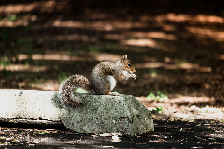 Close-up of squirrel sitting on land
