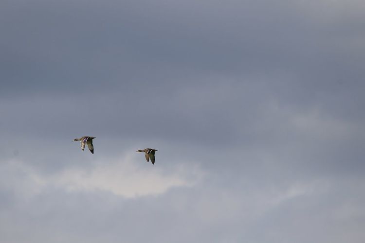 Low angle view of mallards  flying in sky