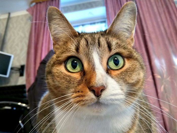 Close-up of alert cat looking away