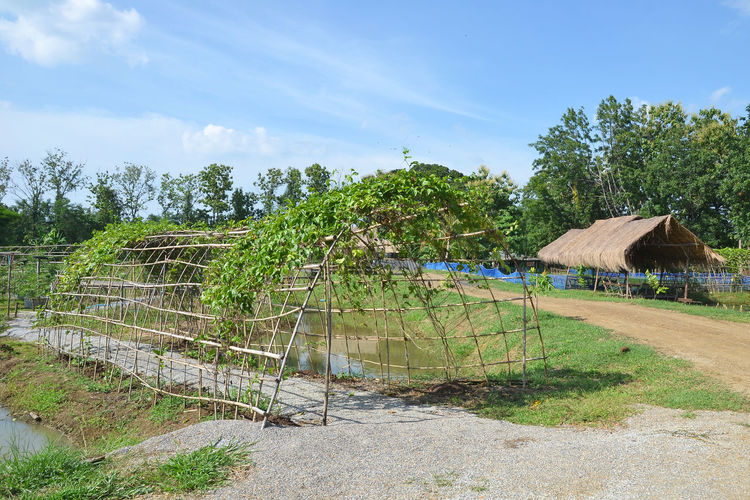 Plants growing on field by building against sky