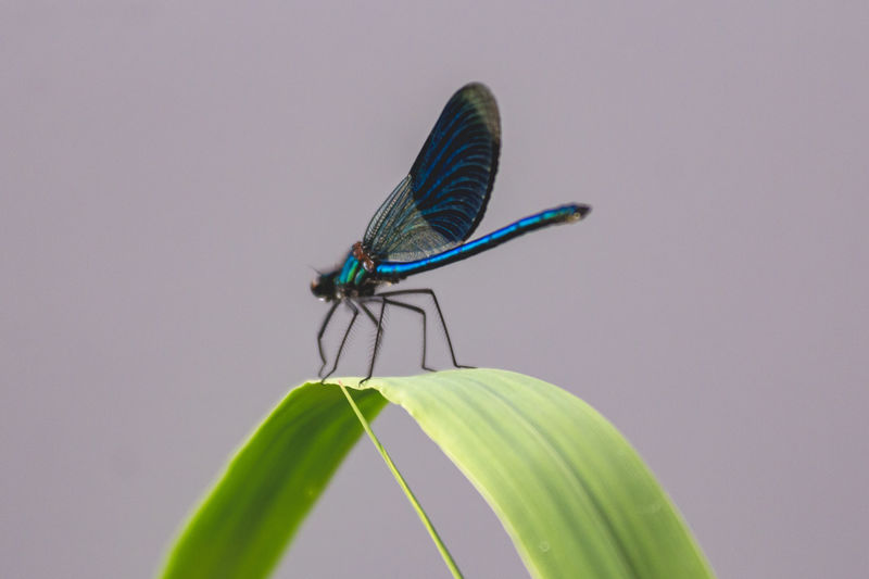 insect