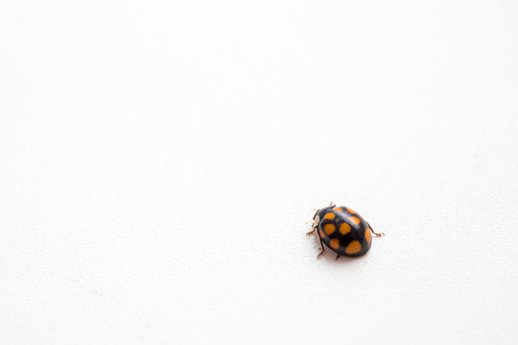 Close-up of ladybug on white background