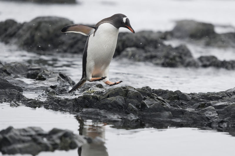 Gentoo penguin jumping, in hope bay on trinity peninsula, the antarctic peninsula.
