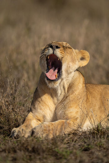 Close-up of sunlit lion cub lying yawning