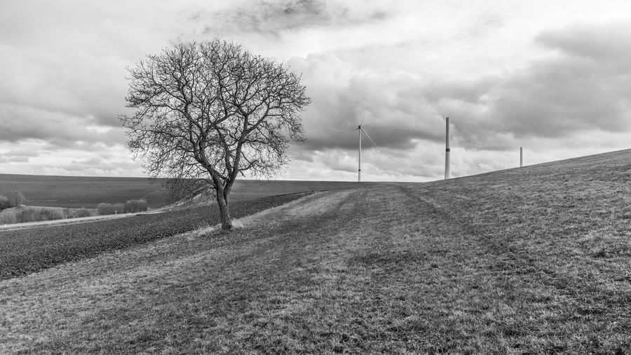 Bare tree on field against sky