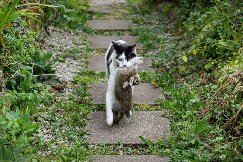 Portrait of cat carrying dead rabbit on footpath