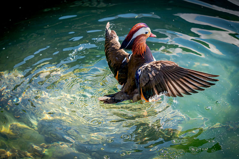 One adult male mandarin duck swimming in lake geneva, switzerland. aix galericulata spreading wings.