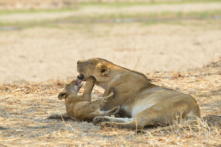 Lioness playing with cub while sitting on field