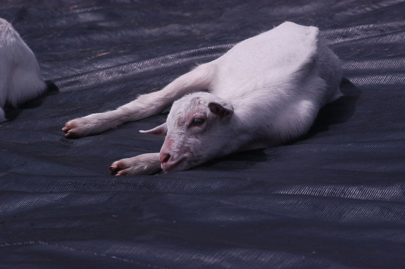 Kid goats relaxing on tarpaulin