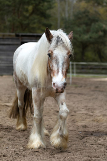 Portrait of white horse in ranch