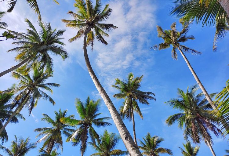Low angle view of palm trees against sky