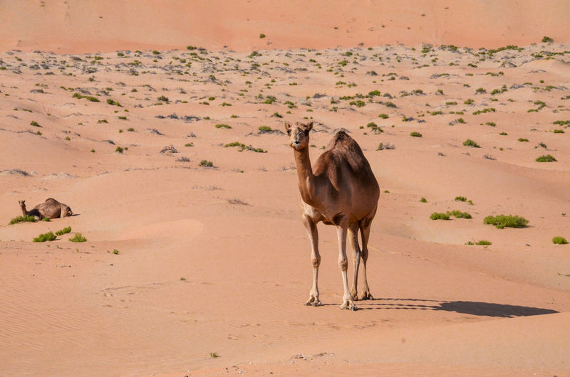 Wild camels in the desert. no people. no trees. only sand under the sun light.