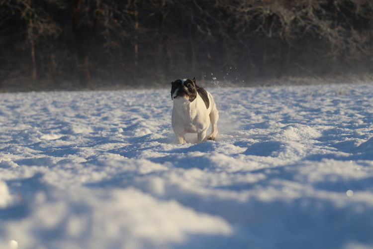 Dog running on snow during winter