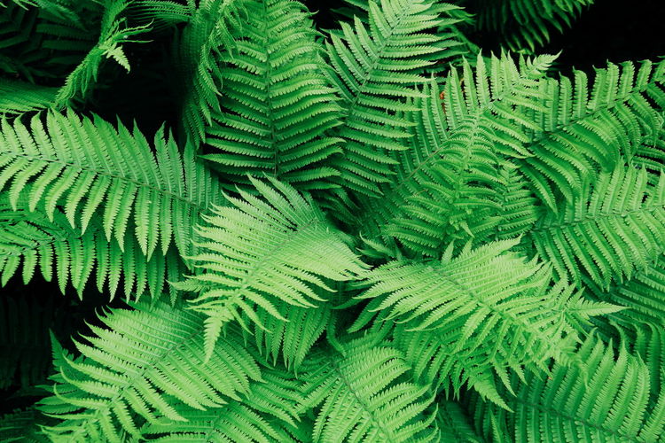 Full frame shot of fern leaves