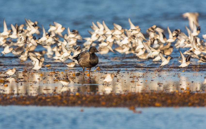 Brent goose branta bernicla in environment