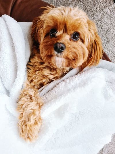 Puppy in bed