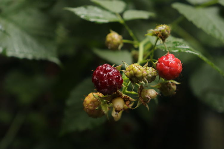 Close-up of  raspberry growing on plant