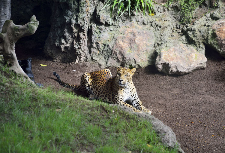 Panther lying down looking at the horizon, colors of nature