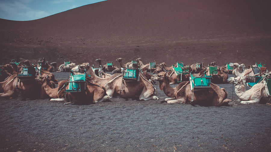 Side view of camels in desert against mountain