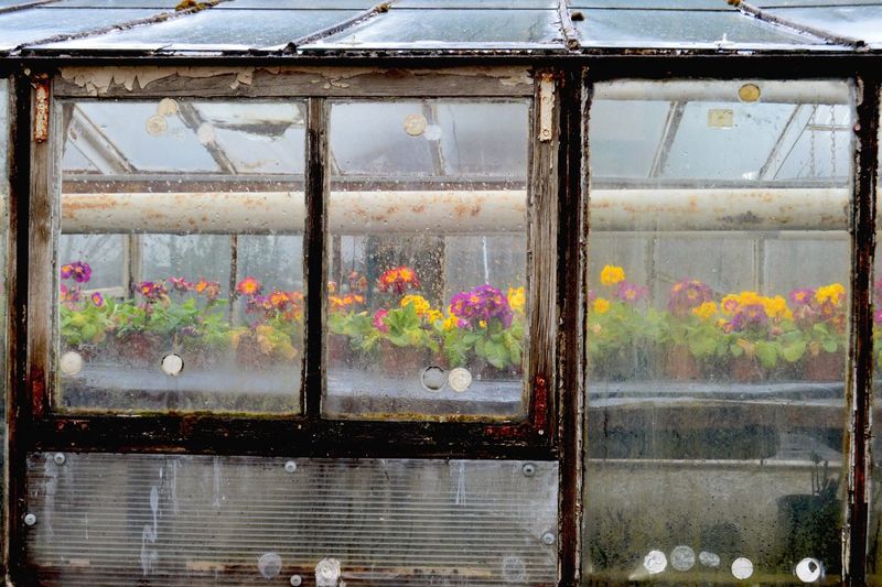 View of plants through window