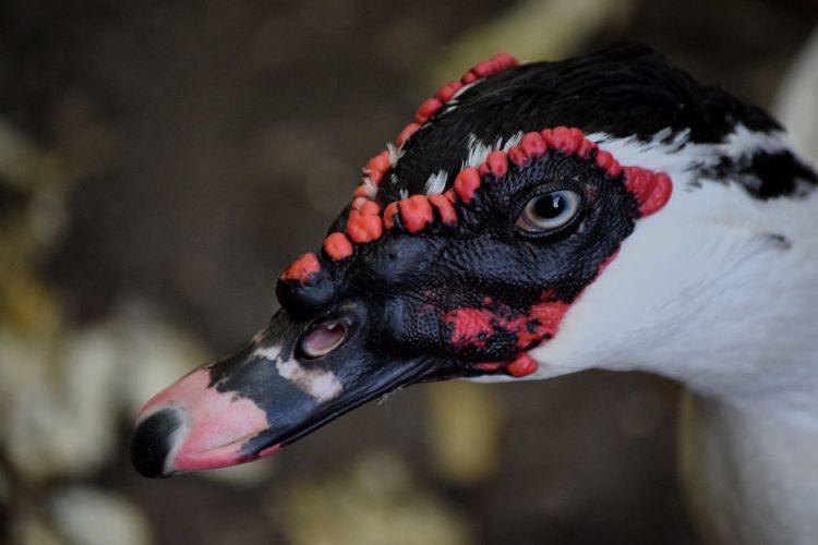 Close-up portrait of goose