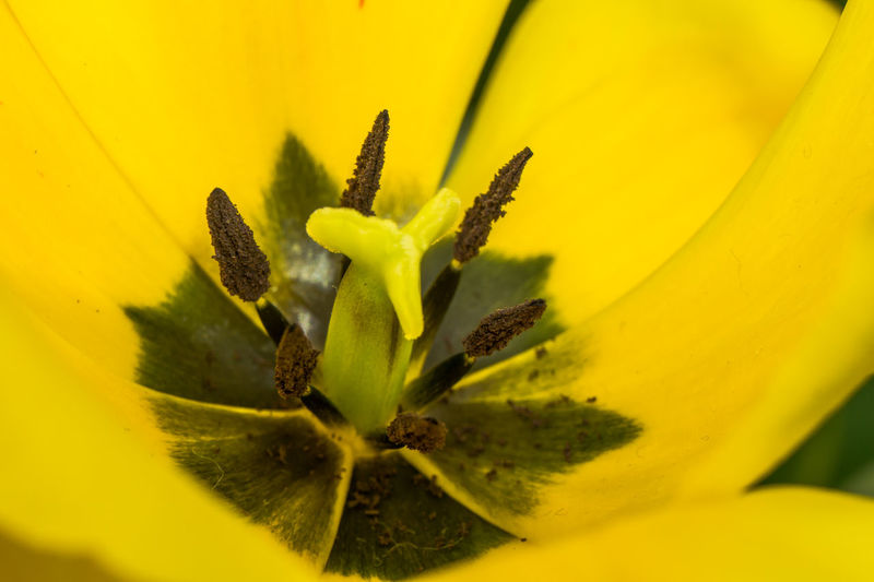 Close-up of fresh sunflower