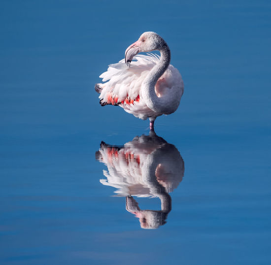 Flamingo reflection 