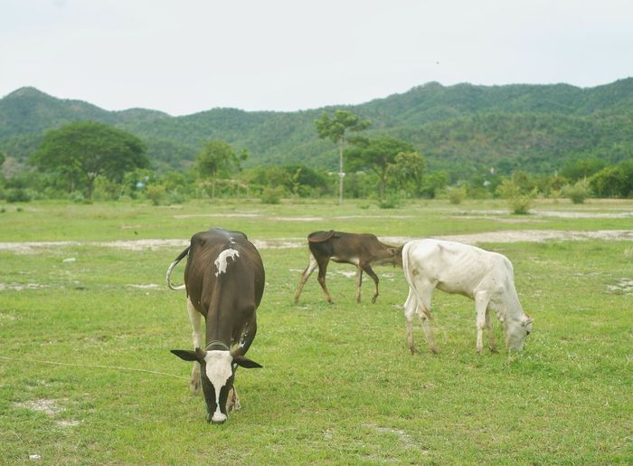 Family of cowa grazing in a green field