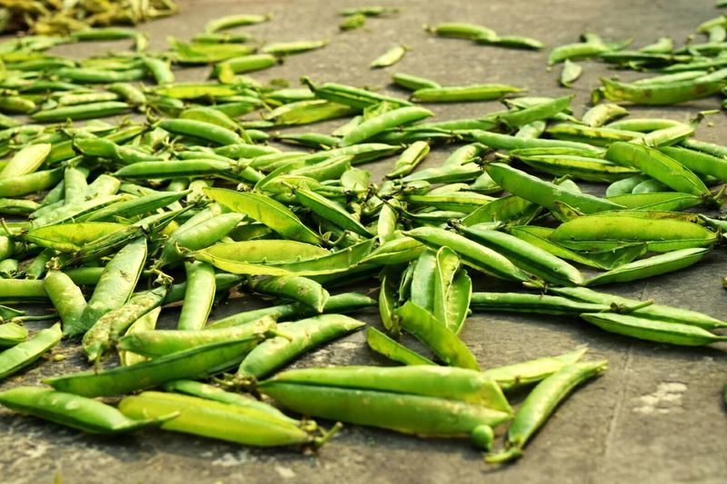 Close-up of green pea pods