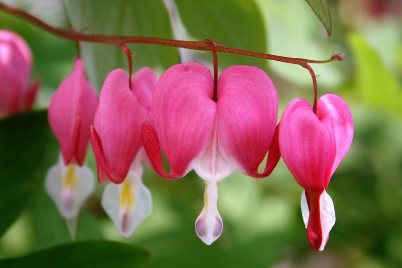Close-up of bleeding heart flowers blooming in park