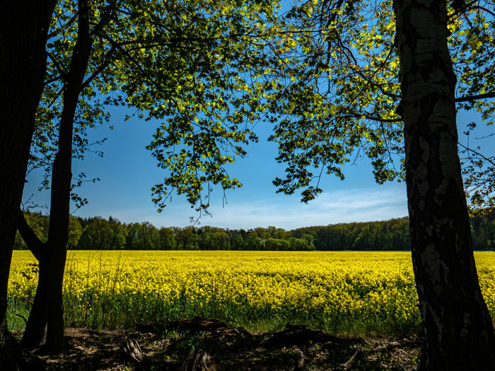 Scenic view of yellow flower trees on field against sky