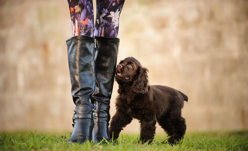 Low section of woman standing by dog on field
