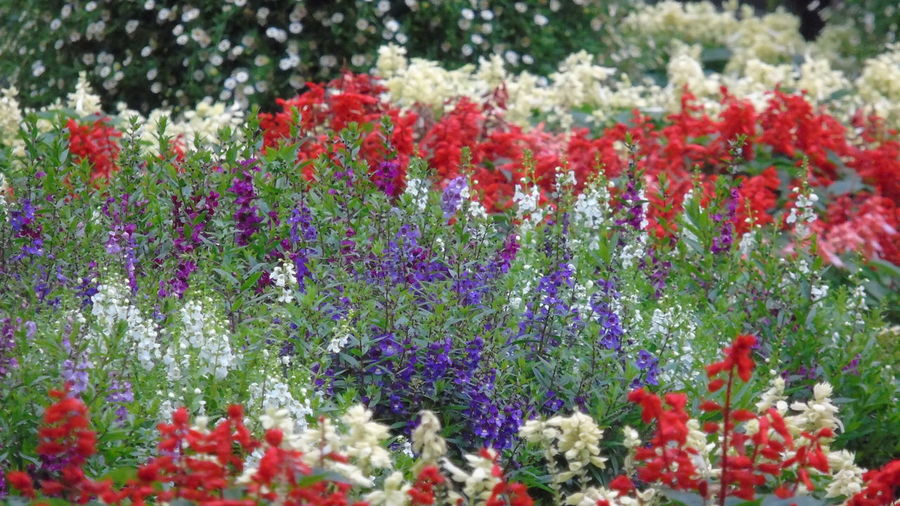 Close-up of fresh red flowers in garden