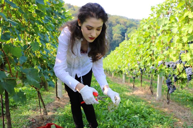 Beautiful woman picking grapes in vineyard